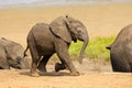 A cute baby African elephant, Kruger National Park, South Africa Royalty Free Stock Photo
