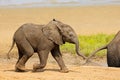 A cute baby African elephant, Kruger National Park, South Africa Royalty Free Stock Photo