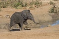 Cute baby african elephant Loxodonta africana alone in the wild running to a waterhole Royalty Free Stock Photo