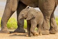 A cute baby African elephant, Kruger National Park, South Africa Royalty Free Stock Photo