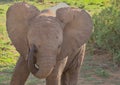 cute baby african elephant uses its trunk to rub dust from its eye in the wild buffalo springs national reserve, kenya Royalty Free Stock Photo