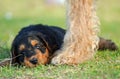 Cute baby Airedale Terrier puppy contented with mother dog protecting her