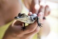 Cute baby alligator.