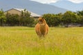 Cute baby alpaca farm animal