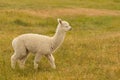 Cute baby alpaca farm animal