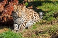 Cute Baby Amur Leopard Cub Chewing Grass Royalty Free Stock Photo