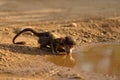 Cute baby baboon drinking water from a muddy pond Royalty Free Stock Photo