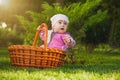 Cute baby in basket in the green park Royalty Free Stock Photo