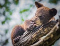 Cute baby bear cub licks his paw Royalty Free Stock Photo