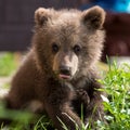 Cute baby bear. Tver region, Russia.