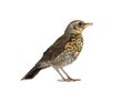 Cute baby bird thrush fieldfare isolated on a white