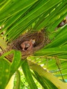 Cute Baby Birds in Srilanka