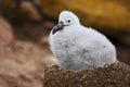 Cute baby of Black-browed albatross, Thalassarche melanophris, sitting on clay nest on the Falkland Islands Royalty Free Stock Photo