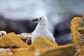 Cute baby of Black-browed albatross, Thalassarche melanophris, sitting on clay nest on the Falkland Islands. Wildlife scene in th