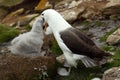 Cute baby of Black-browed albatross, Thalassarche melanophris, sitting on clay nest on the Falkland Islands with parent. Young