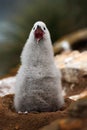 Cute baby of Black-browed albatross, Thalassarche melanophris, sitting on clay nest on the Falkland Islands. Young bird in the Royalty Free Stock Photo