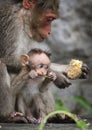 Cute baby Bonnet Macaque with his father