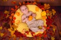 Cute baby boy lying in basket with pumpkins on a wooden background Royalty Free Stock Photo