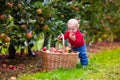 Cute baby boy picking fresh apples from tree Royalty Free Stock Photo