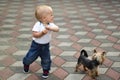 Cute baby boy walking little dog. Funny toddler on the walk Royalty Free Stock Photo