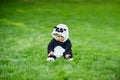 Cute baby boy wearing a Panda bear suit sitting in grass at park. Royalty Free Stock Photo