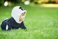 Cute baby boy wearing a Panda bear suit sitting in grass at park. Royalty Free Stock Photo