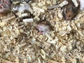 Cute baby brown and white Syrian or Golden Hamsters sleeping on sawdust material bedding. Pet care, love, rodent animal farming, h Royalty Free Stock Photo