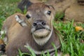 Cute baby buffalo in farm,Cute animal. Farmer`s friend