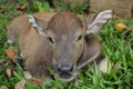 Cute baby buffalo in farm,Cute animal. Farmer`s friend