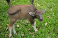 Cute baby buffalo in farm,Cute animal. Farmer`s friend