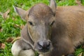 Cute baby buffalo in farm,Cute animal. Farmer`s friend