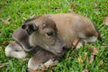 Cute baby buffalo in farm,Cute animal. Farmer`s friend