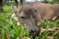 Cute baby buffalo in farm,Cute animal. Farmer`s friend