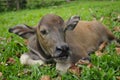 Cute baby buffalo in farm,Cute animal. Farmer`s friend