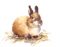 Cute Baby Bunny Watercolor Animals Illustration Hand Drawn