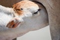 Cute Baby Calf Drinking Mothers Milk . Indian Cow Feeding Milk to her Calf. Close up. Agriculture field with clear sky background Royalty Free Stock Photo