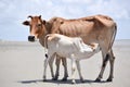 Cute Baby Calf Drinking Mothers Milk . Indian Cow Feeding Milk to her Calf. Close up. Agriculture field with clear sky background Royalty Free Stock Photo