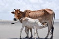 Cute Baby Calf Drinking Mothers Milk . Indian Cow Feeding Milk to her Calf. Close up. Agriculture field with clear sky background Royalty Free Stock Photo