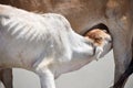 Cute Baby Calf Drinking Mothers Milk . Indian Cow Feeding Milk to her Calf. Close up. Agriculture field with clear sky background Royalty Free Stock Photo