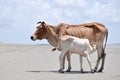 Cute Baby Calf Drinking Mothers Milk . Indian Cow Feeding Milk to her Calf. Close up. Agriculture field with clear sky background Royalty Free Stock Photo