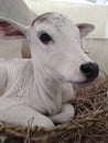 Cute baby Calf white