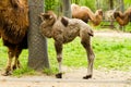 Cute baby camel Royalty Free Stock Photo