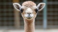 Cute baby camel portrait Royalty Free Stock Photo