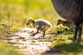 Cute baby canadian gosling birds in the wild at spring