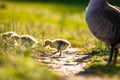 Cute baby canadian gosling birds in the wild at spring