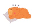 Cute baby capybara sleeping on pillow. Funny animal of South America cartoon vector illustration