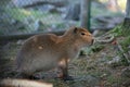 Cute baby capybara in the zoo