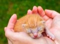 Cute baby cat close photo. Lovely kitty sleeping in hands.