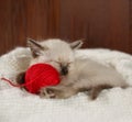 Cute baby cat. Cozy kitten on a white knitted sweater with a ball of red yarn
