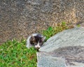 Cute baby cat in the garden Royalty Free Stock Photo